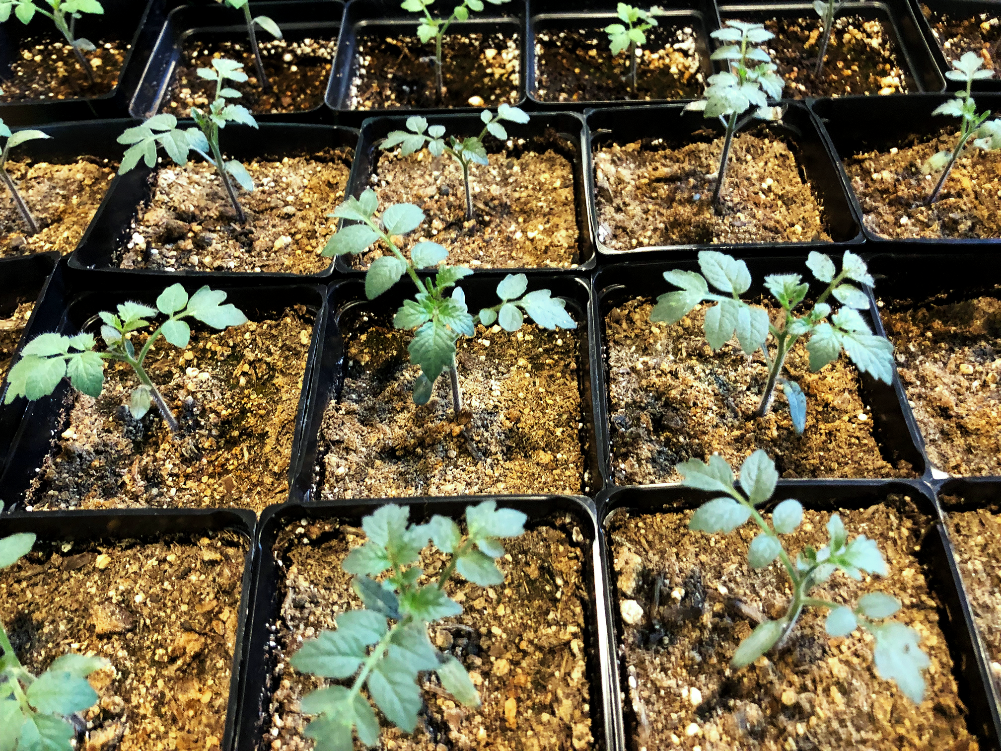 Tomato root stock starts