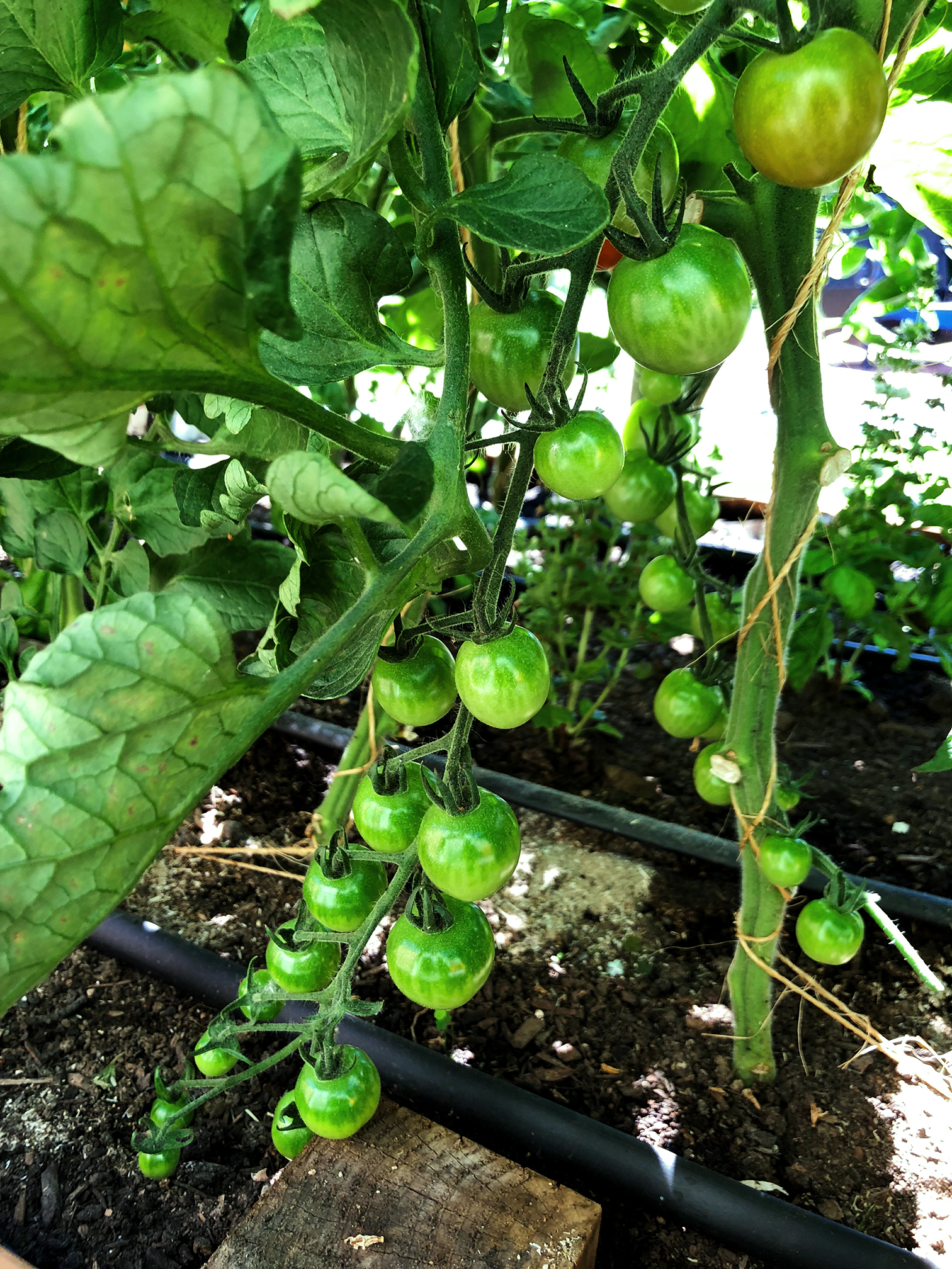 Sweet 100 cherry tomatoes growing on the vine