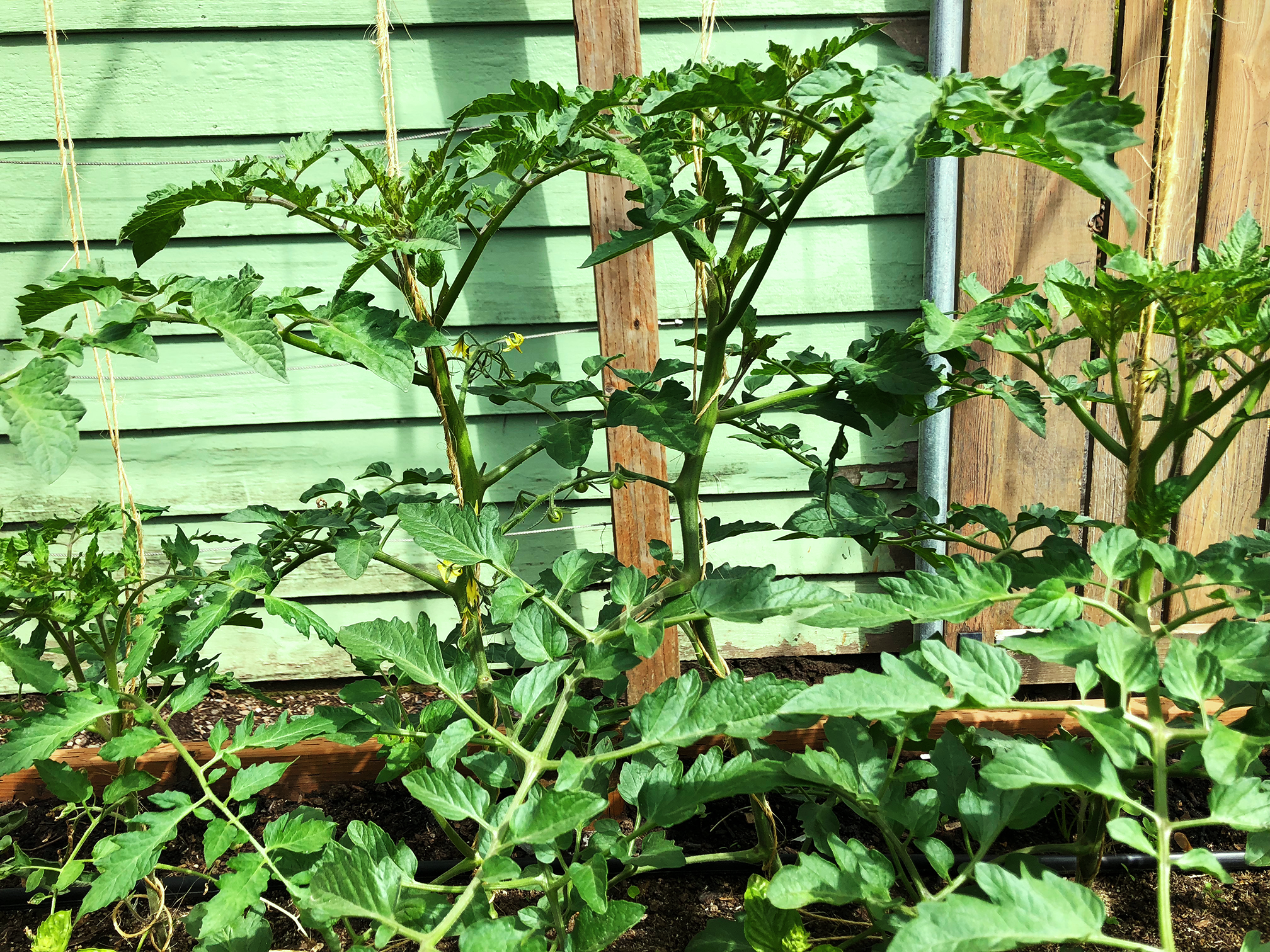 Tomato teens growing vertically on twine.