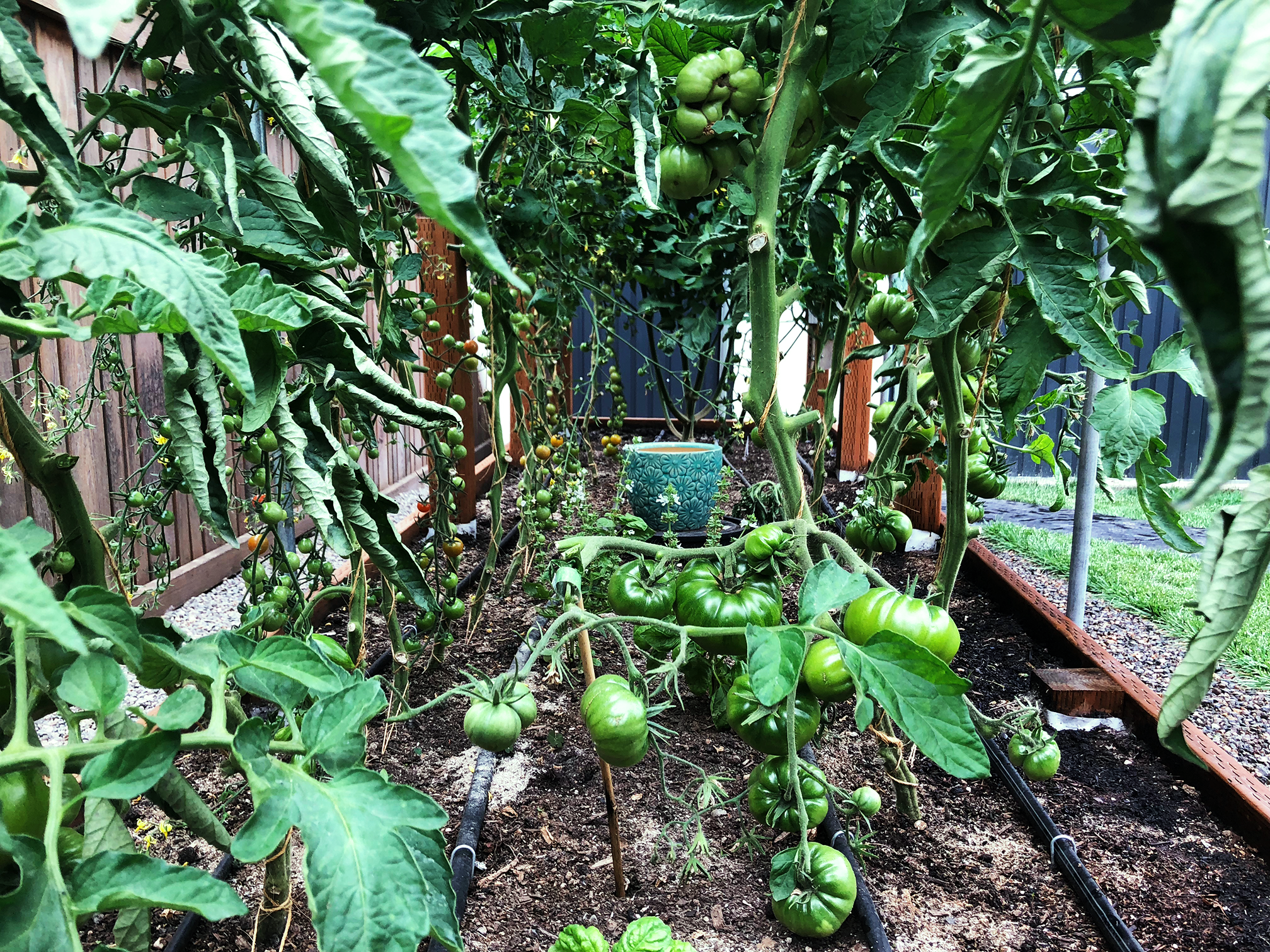 Vertically grown tomatoes with unripe fruit on the vine