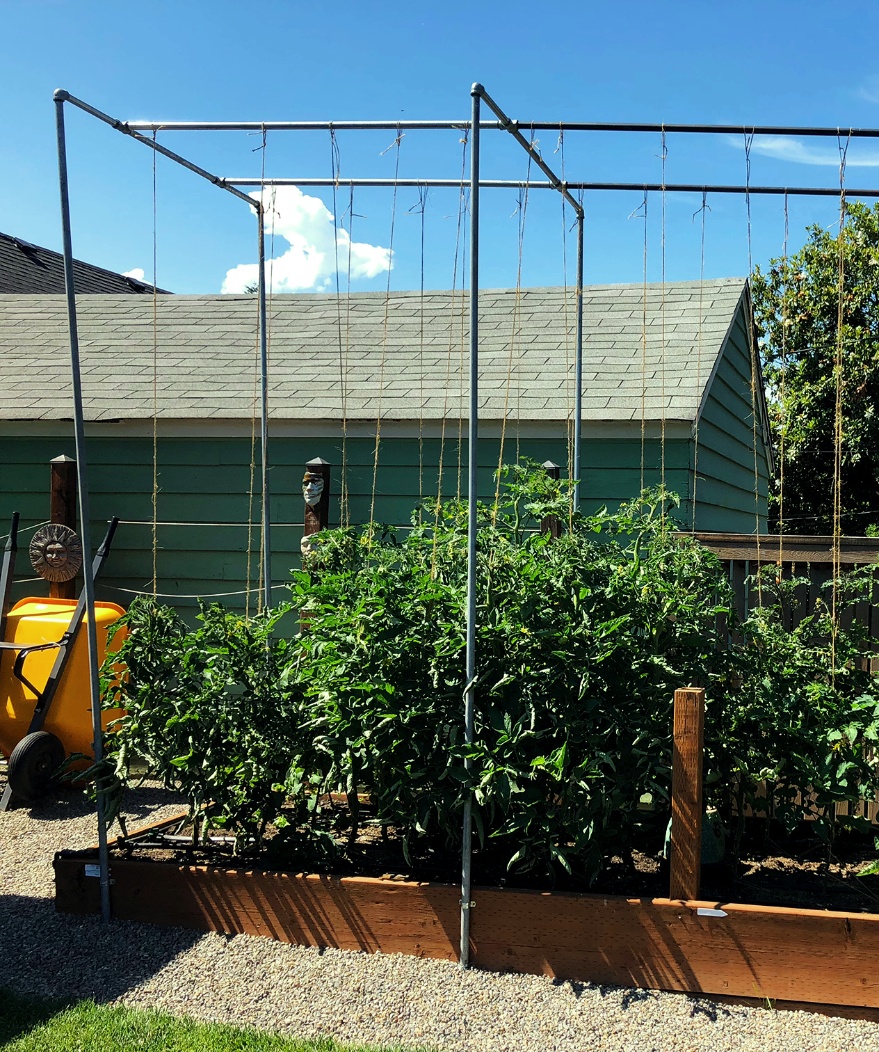 Tomatoes growing vertically in a metal frame