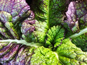 Mustard greens up close.
