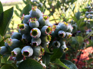 Blueberries showing their first blush.