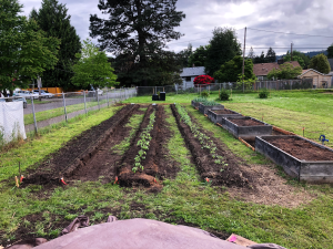 Sitton Elementary High angle shot of beds facing south with newly planted tomato starts