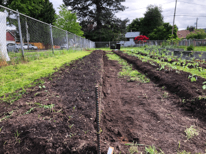Sitton elementary low angle shot of bed SE1 with rebar stake and string line
