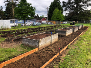Sitton elementary mid angle shot facing south east of beds cleaned up after restringing,