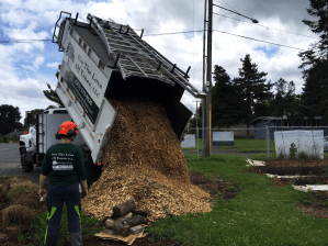 A dump truck dumping a large load of wood chips at the Sitton Elementary learning garden