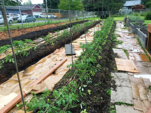tomatoes being trellised between rebar with jute twine