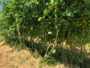 Lower branches of a tomato plant after pruning lower leaves for airflow
