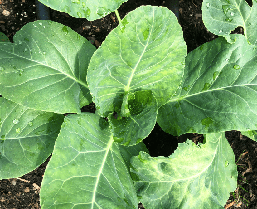 Up close shot of growing cabbage head