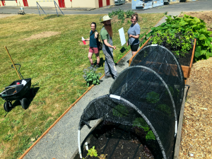 Raised lettuce bed with a hooped shade cover on top